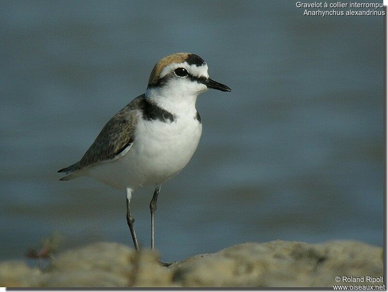 Kentish Plover male adult breeding