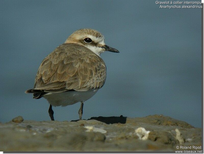 Kentish Plover female adult breeding