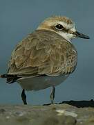 Kentish Plover