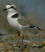 Kentish Plover