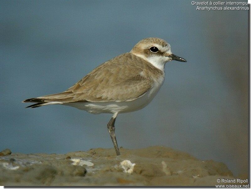 Kentish Plover female adult breeding