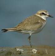 Kentish Plover