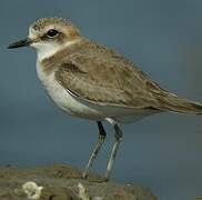 Kentish Plover