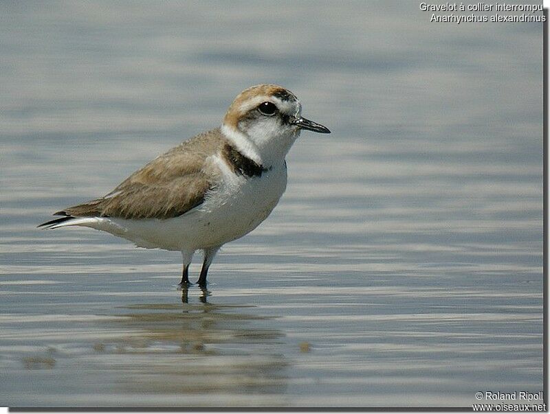 Kentish Plover male adult breeding