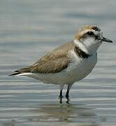 Kentish Plover