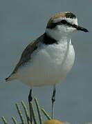 Kentish Plover