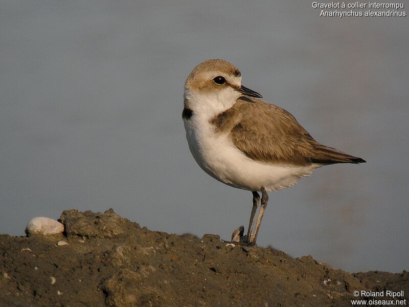 Kentish Plover female adult breeding