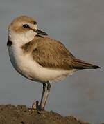 Kentish Plover