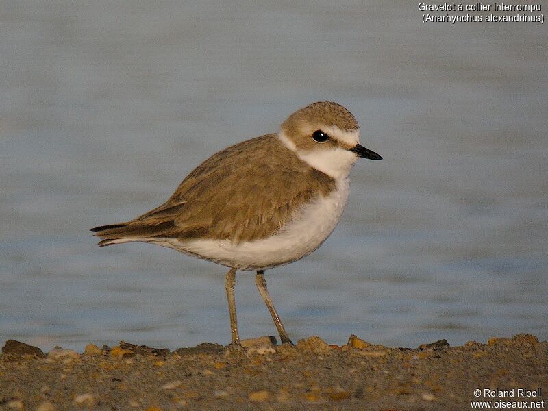 Kentish Plover female adult breeding