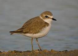 Kentish Plover