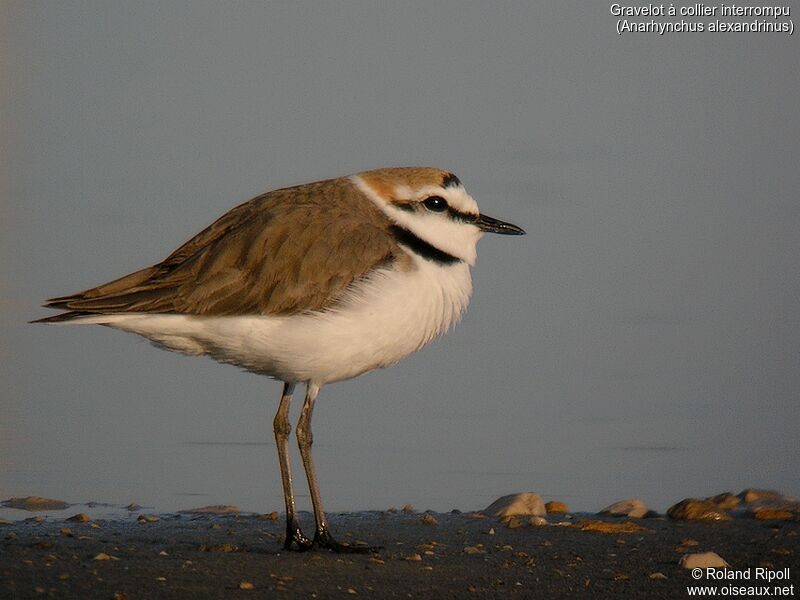 Kentish Plover male adult breeding