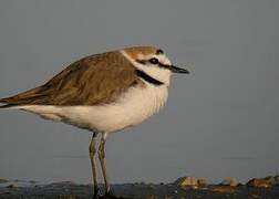 Kentish Plover