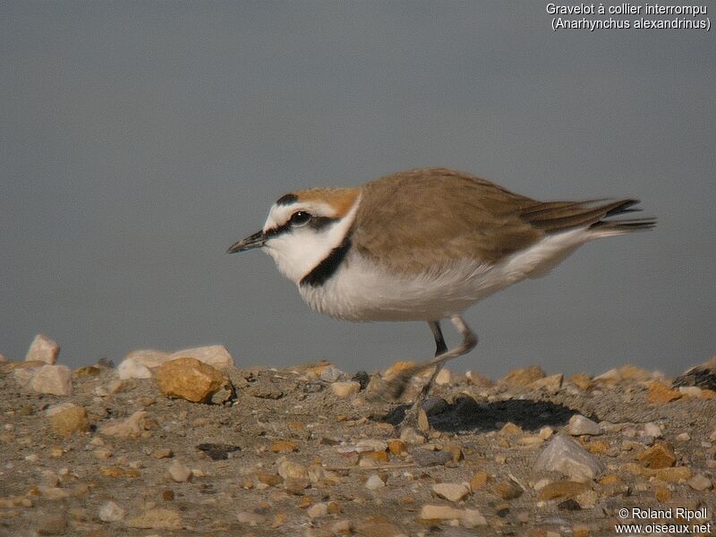 Kentish Plover male adult breeding