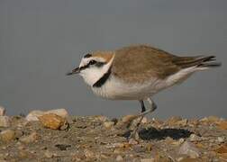 Kentish Plover