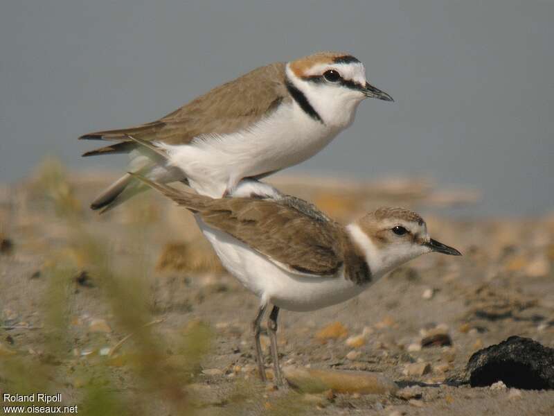 Kentish Ploveradult breeding, mating.