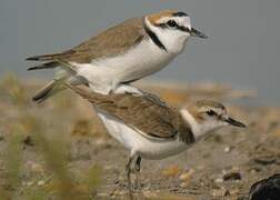 Kentish Plover