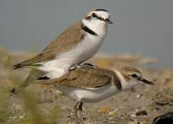 Kentish Plover