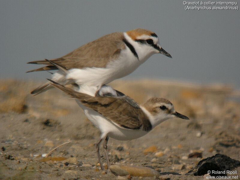 Kentish Plover adult breeding