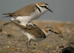 Kentish Plover