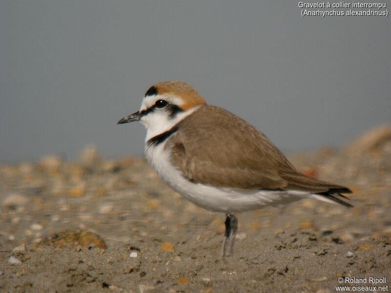 Kentish Plover male adult breeding