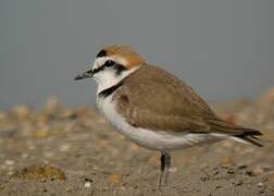 Kentish Plover