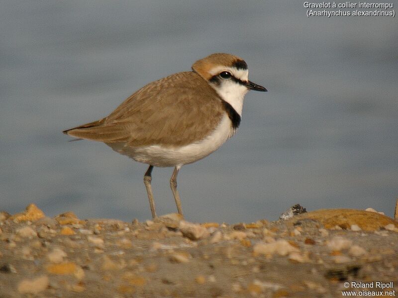 Kentish Plover male adult breeding