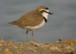 Kentish Plover