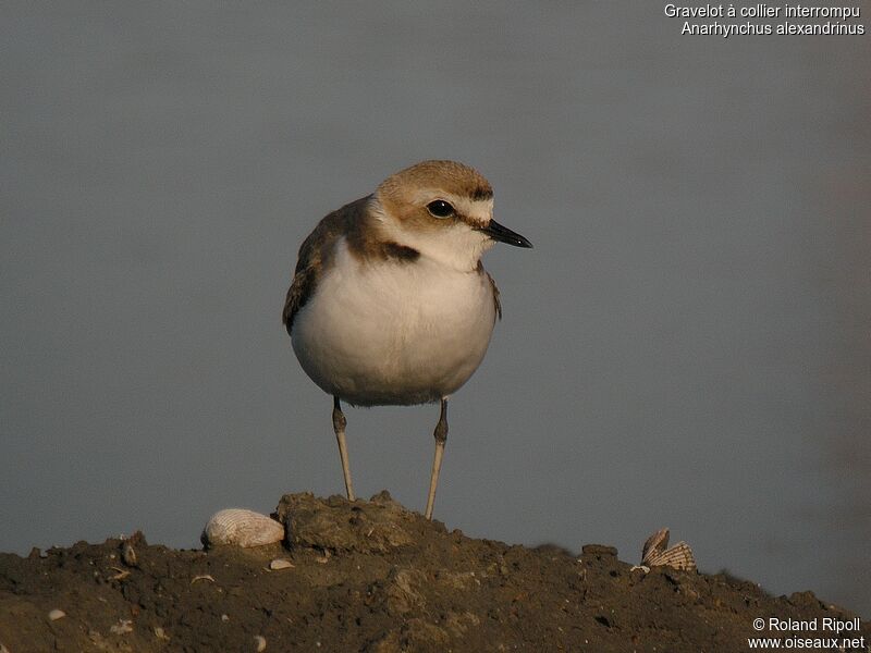 Kentish Plover female adult breeding