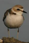 Kentish Plover