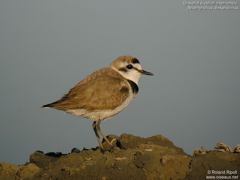 Kentish Plover female adult breeding