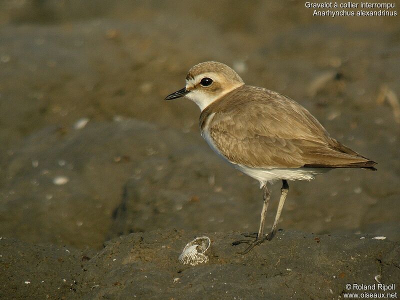 Gravelot à collier interrompu femelle adulte nuptial