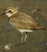 Kentish Plover