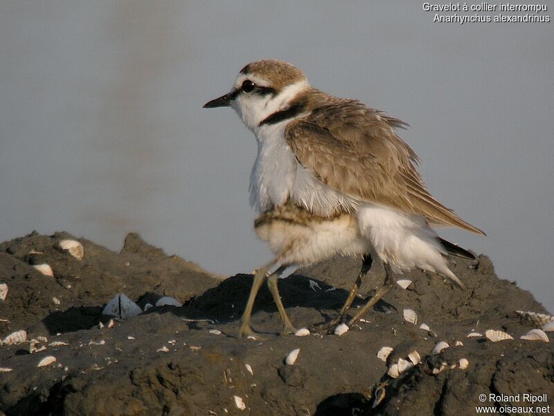 Kentish Plover female adult breeding