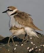 Kentish Plover