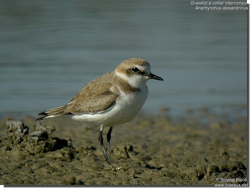 Kentish Plover female adult breeding