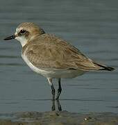 Kentish Plover