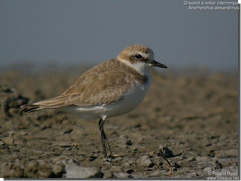 Kentish Plover female adult breeding