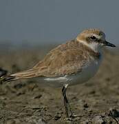 Kentish Plover