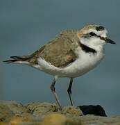 Kentish Plover