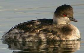 Black-necked Grebe