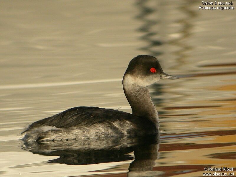 Black-necked Grebeadult post breeding