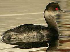 Black-necked Grebe