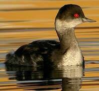 Black-necked Grebe