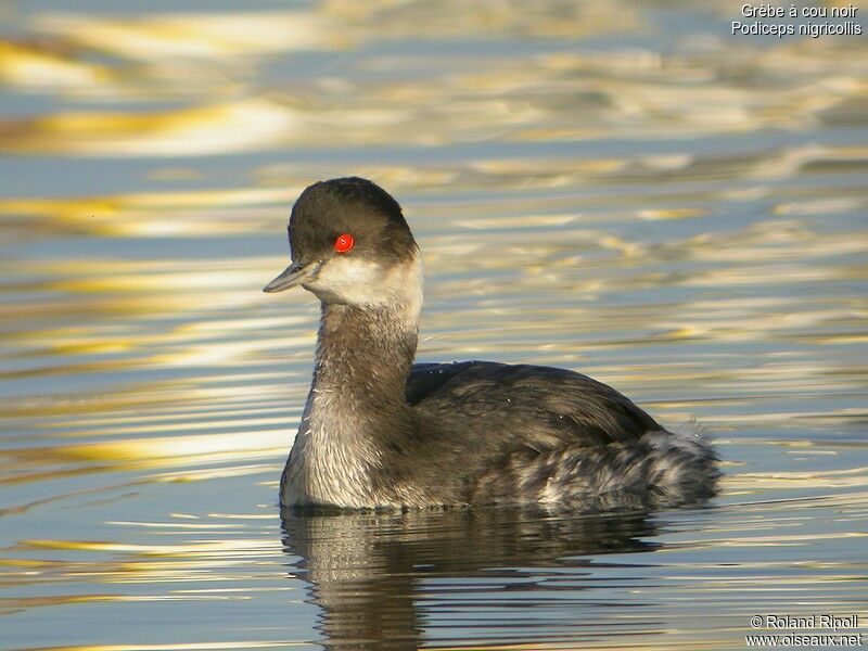 Black-necked Grebeadult post breeding