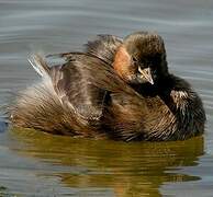 Little Grebe