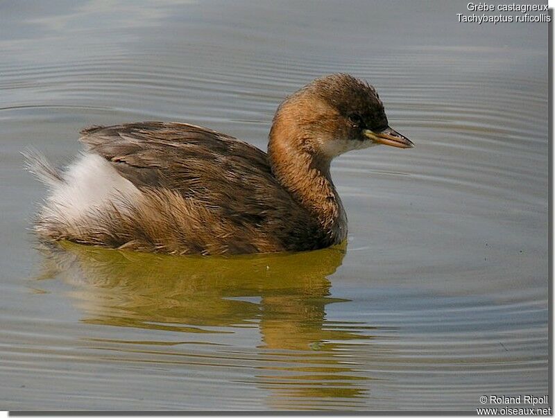 Little Grebejuvenile, identification