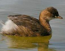 Little Grebe