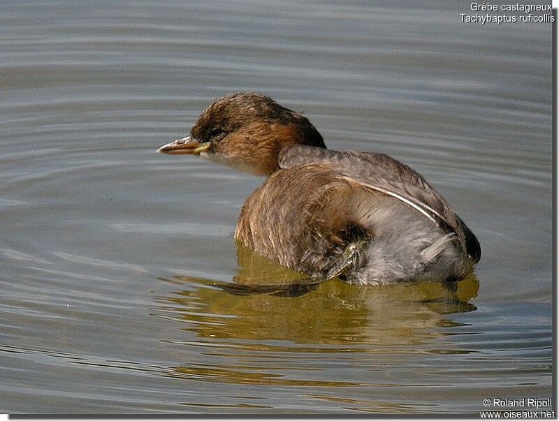 Little Grebejuvenile