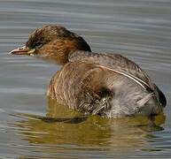 Little Grebe