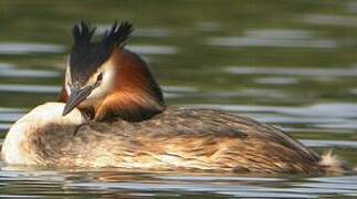 Great Crested Grebe